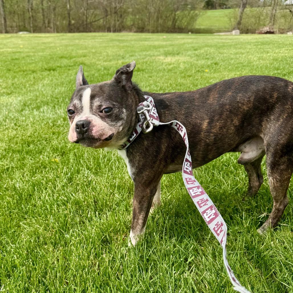 Enlarge Benji, a Adoptable Boston Terrier in Farmersville, OH image 2/4