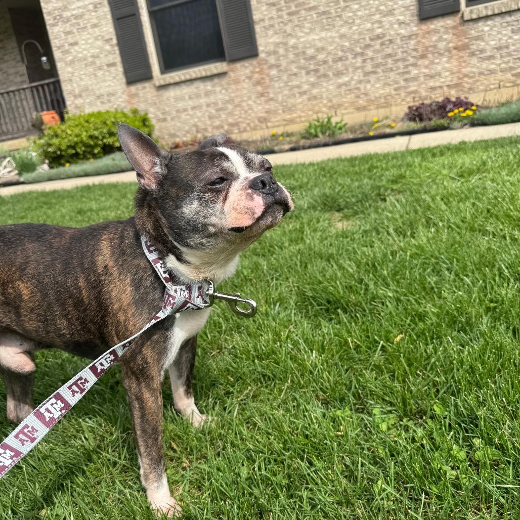 Enlarge Benji, a Adoptable Boston Terrier in Farmersville, OH image 3/4