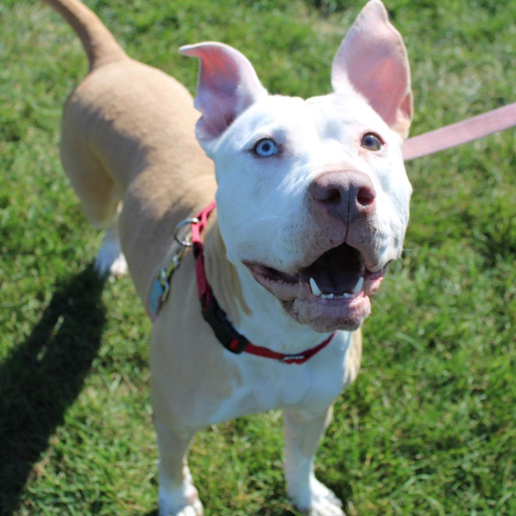 Enlarge Symphony, a Adoptable Pit Bull Terrier in Champaign, IL image 1/4