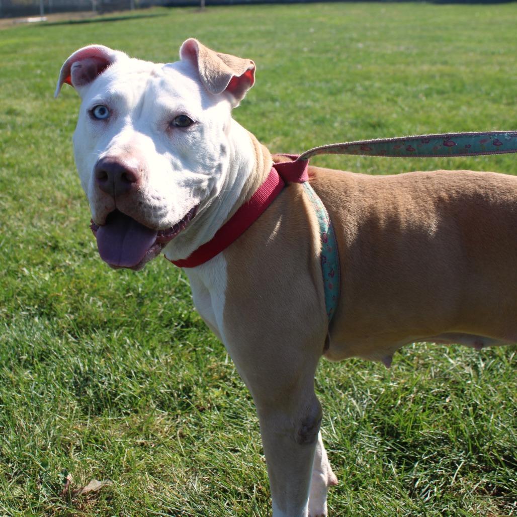 Enlarge Symphony, a Adoptable Pit Bull Terrier in Champaign, IL image 2/4