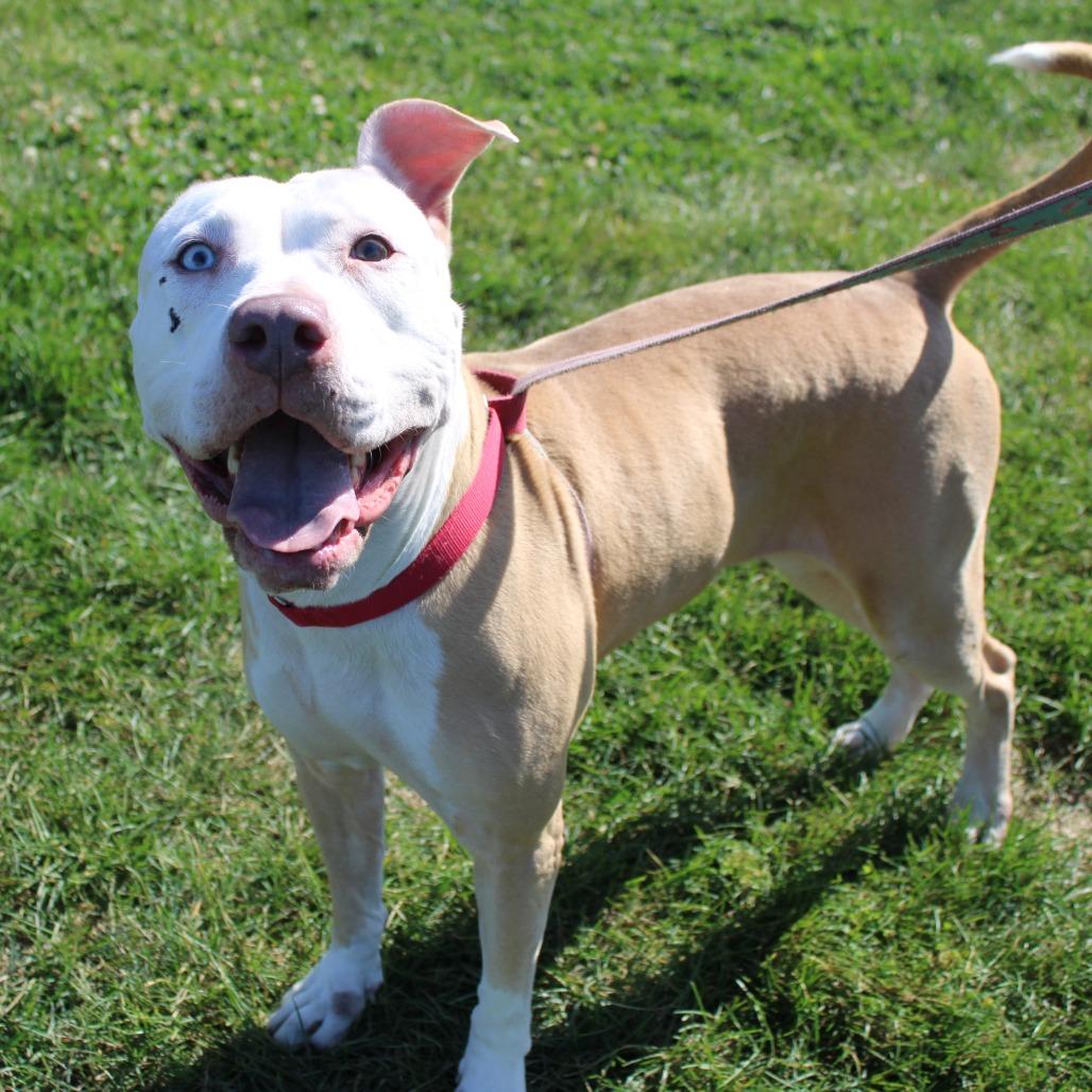 Enlarge Symphony, a Adoptable Pit Bull Terrier in Champaign, IL image 3/4
