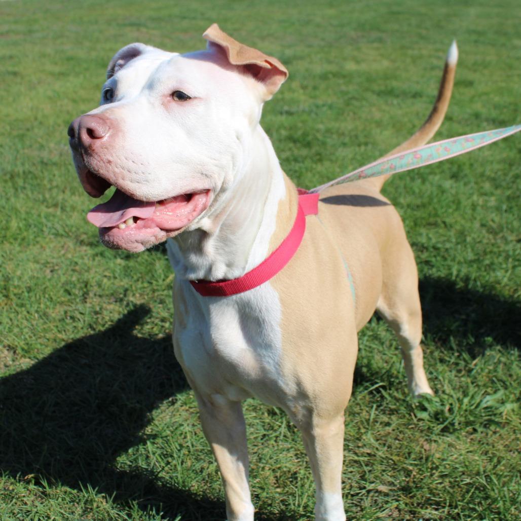 Enlarge Symphony, a Adoptable Pit Bull Terrier in Champaign, IL image 4/4