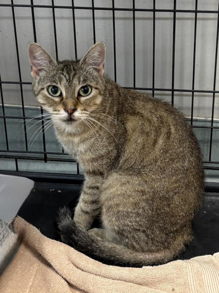 Enlarge Shell, a Adoptable mixed breed in Little Rock, AR image 1/1