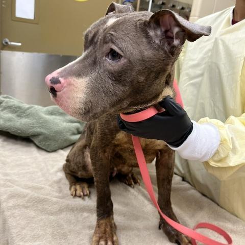 Carolina, a Adoptable Mixed Breed in Winston-Salem, NC image 1/3