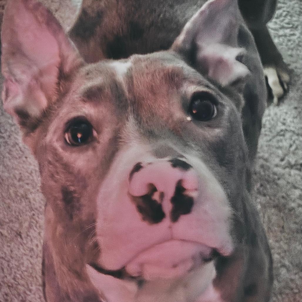 Carolina, a Adoptable Mixed Breed in Winston-Salem, NC image 3/3