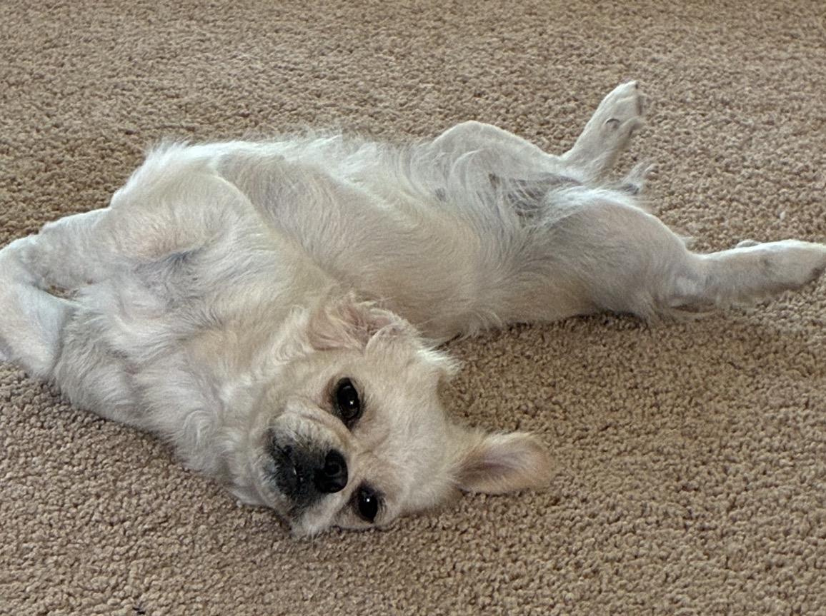 Mabel Mae, an adopted mixed breed in Rochester, NY image 4/5