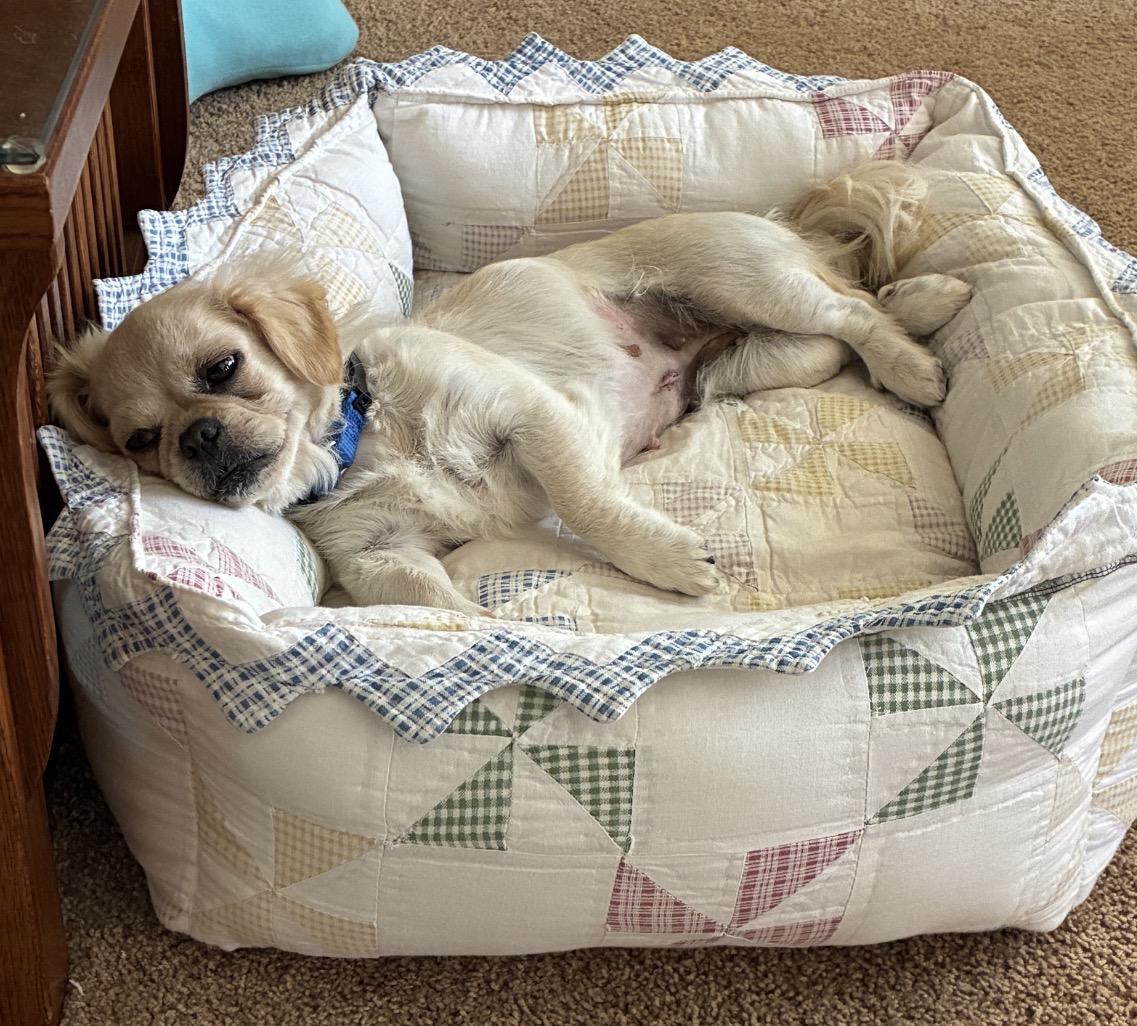 Mabel Mae, an adopted mixed breed in Rochester, NY image 2/5