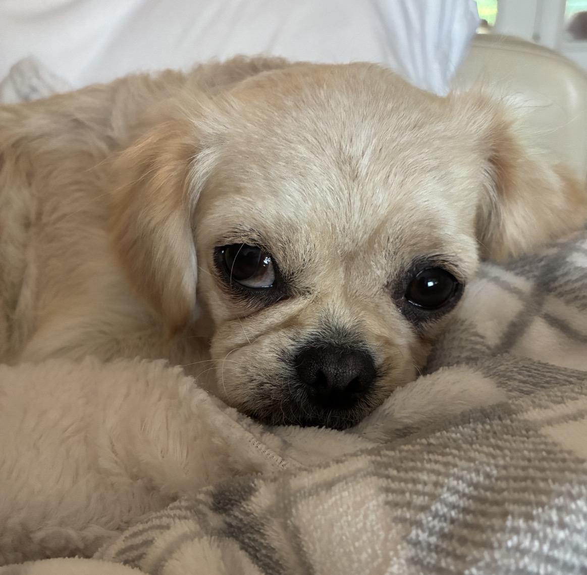 Mabel Mae, an adopted mixed breed in Rochester, NY image 5/5
