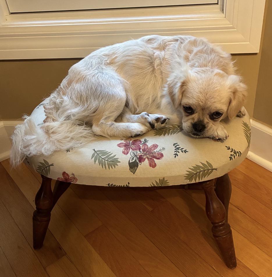 Mabel Mae, an adopted mixed breed in Rochester, NY image 3/5