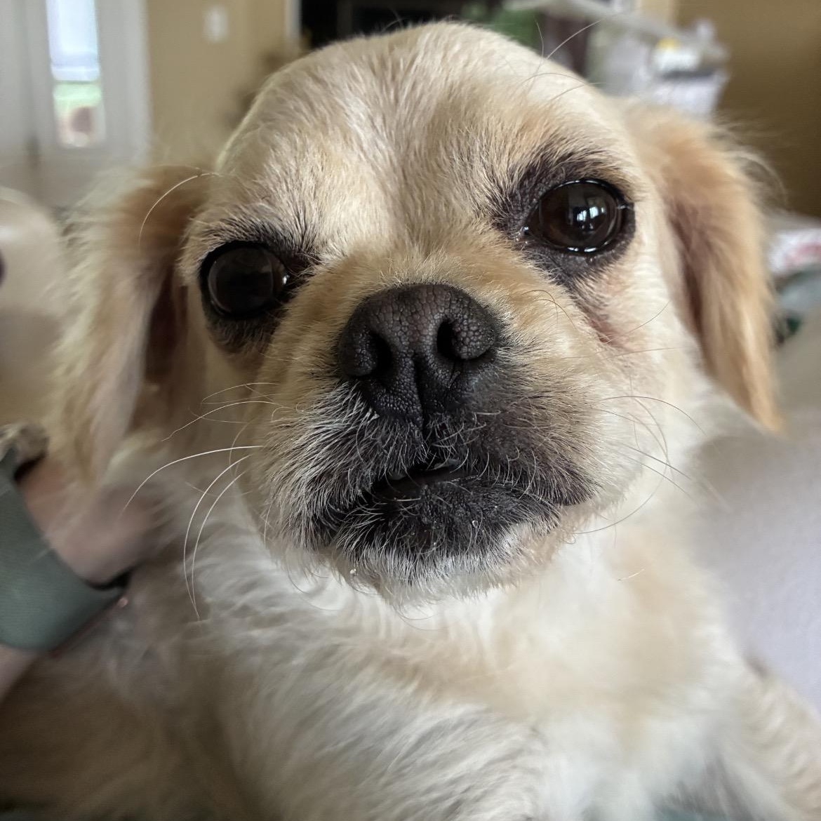 Mabel Mae, adopted, Adult Female Shih Tzu.
