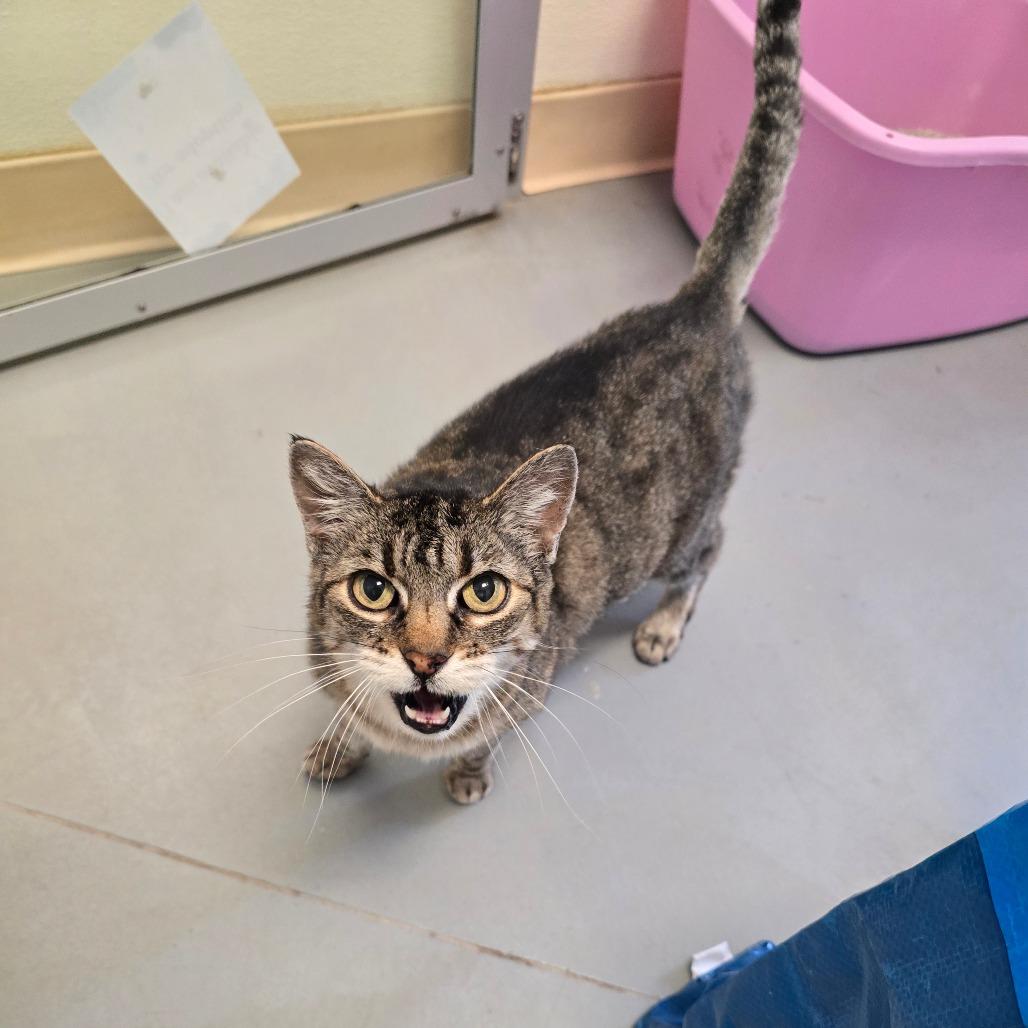 Lil Cat, Adoptable, Senior Female Domestic Short Hair.