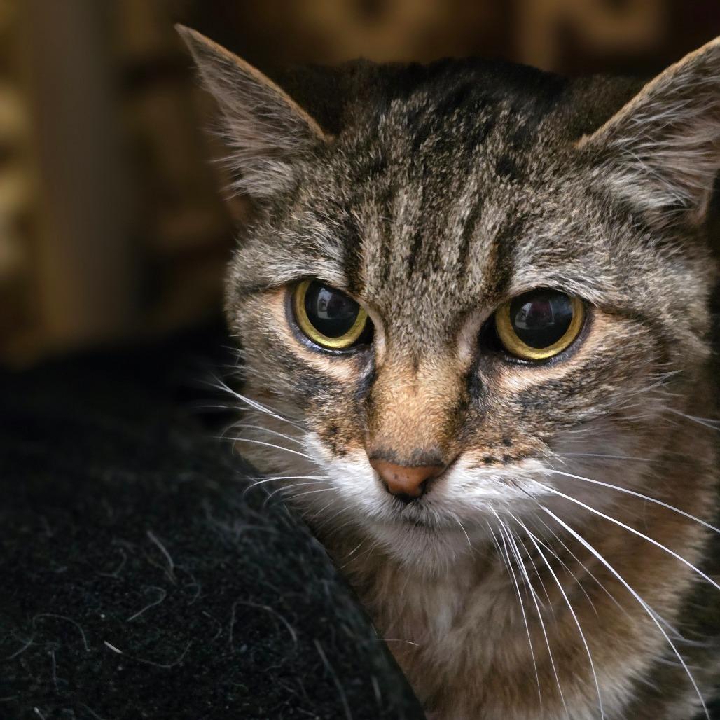 Enlarge Lil Cat, a Adoptable Domestic Short Hair in Fort Bragg, CA image 6/6