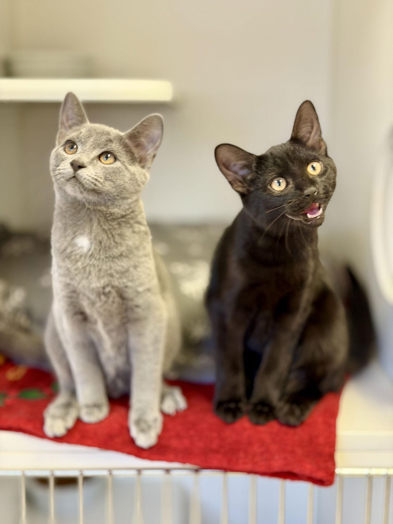 Pine (kitten 2), Adopted, Young Male Domestic Short Hair.