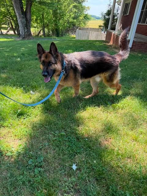 Enlarge Flint (CAT FRIENDLY), an adopted German Shepherd Dog in Greeneville, TN image 4/5