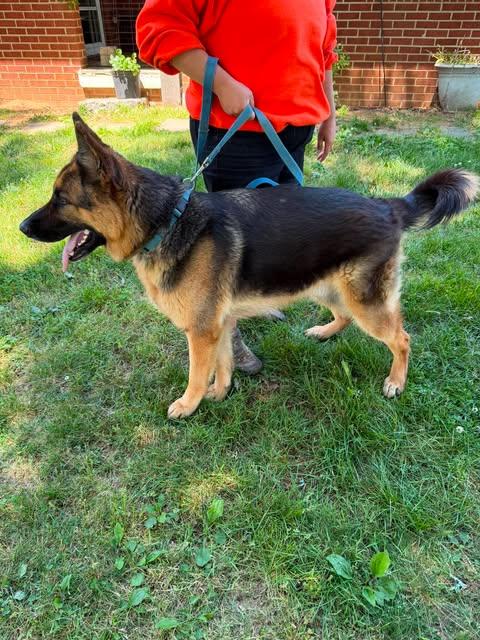 Enlarge Flint (CAT FRIENDLY), an adopted German Shepherd Dog in Greeneville, TN image 2/5