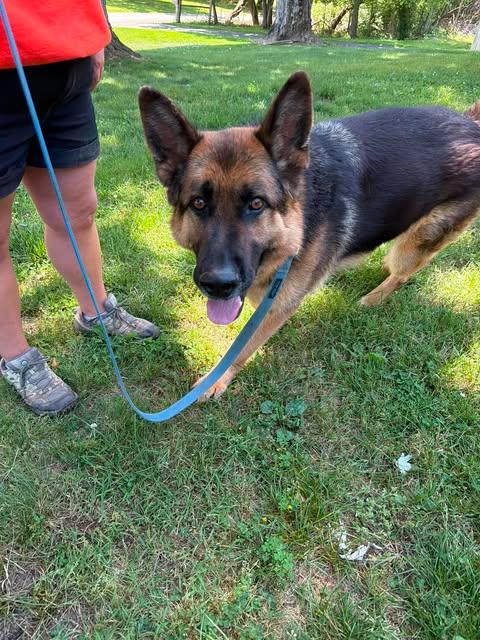 Enlarge Flint (CAT FRIENDLY), an adopted German Shepherd Dog in Greeneville, TN image 3/5