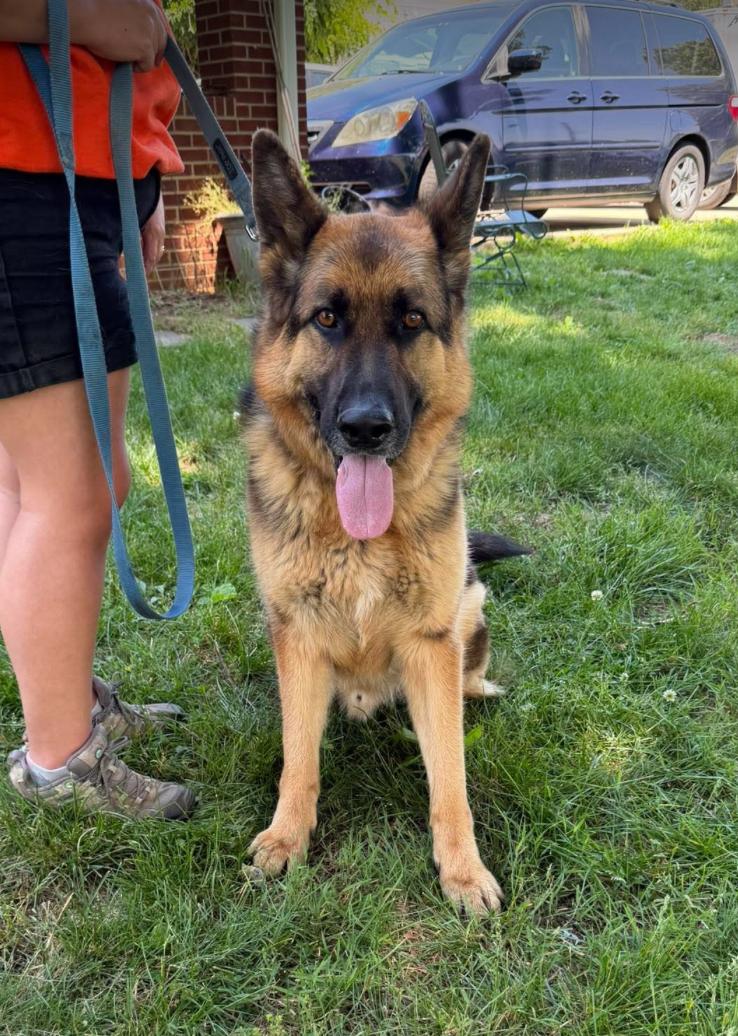 Enlarge Flint (CAT FRIENDLY), an adopted German Shepherd Dog in Greeneville, TN image 1/5