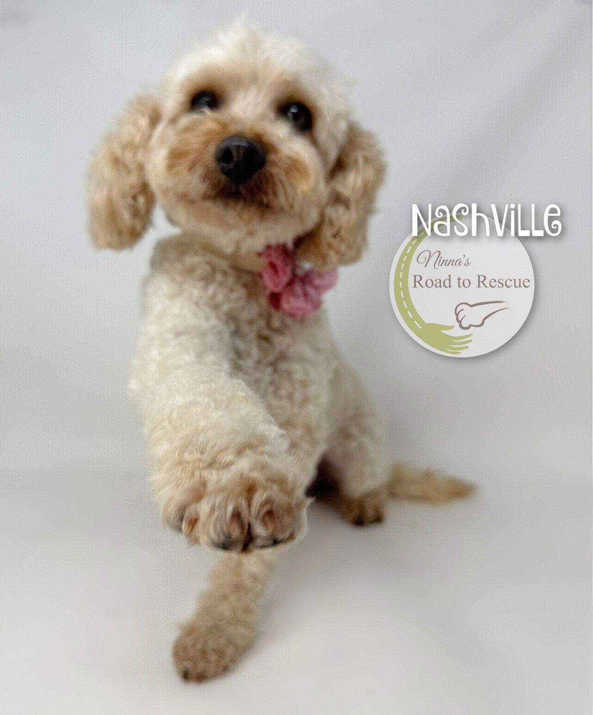 Nashville, Adoptable, Adult Female Poodle.