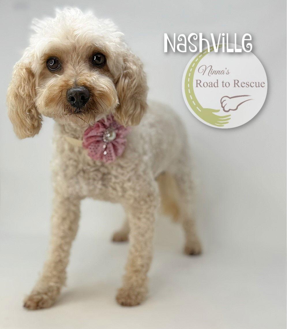 Enlarge Nashville, a Adoptable Poodle in Benton, LA image 2/3