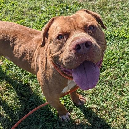 Fuego — thumbnail 2