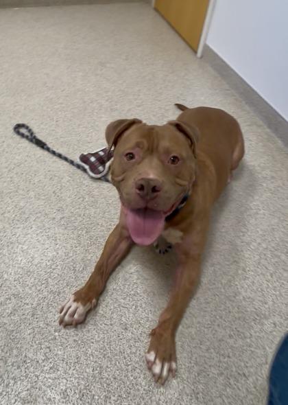 Fuego — thumbnail 3