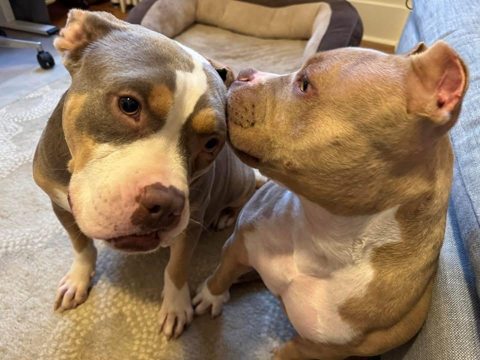 Bogart, Adoptable, Senior Male American Bulldog.