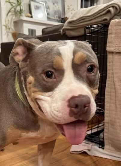 Enlarge Bogart, a Adoptable mixed breed in Syracuse, NY image 3/6