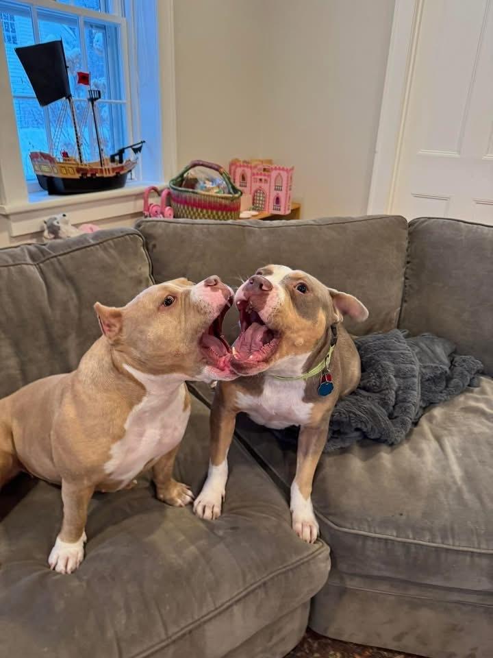 Enlarge Bogart, a Adoptable mixed breed in Syracuse, NY image 4/6