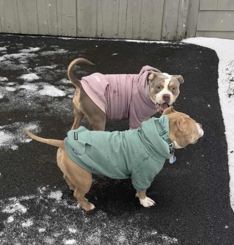 Enlarge Bogart, a Adoptable mixed breed in Syracuse, NY image 5/6