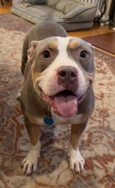 Enlarge Bogart, a Adoptable mixed breed in Syracuse, NY image 6/6