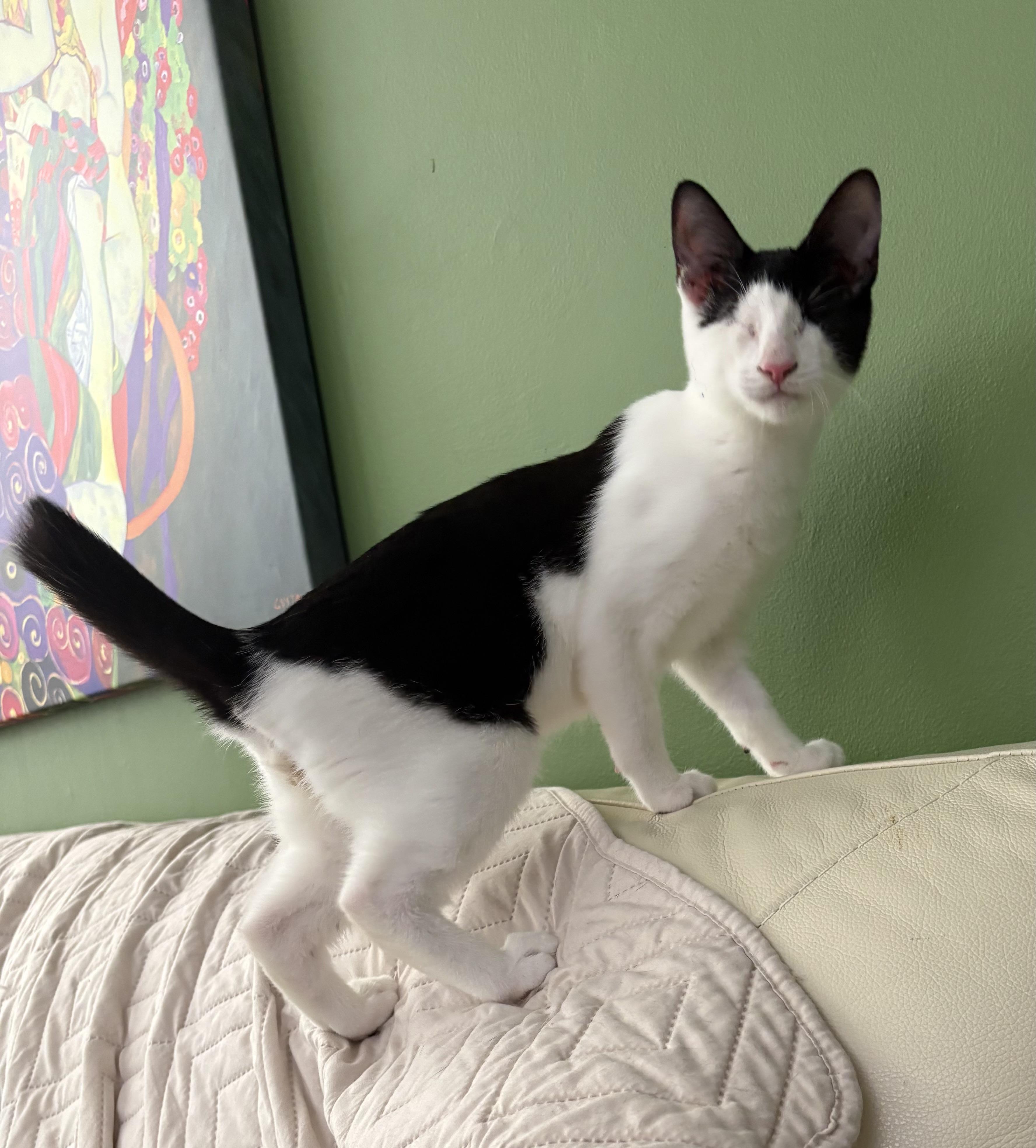 Enlarge Simon, a Adoptable Domestic Short Hair in Roslyn Heights, NY image 1/3