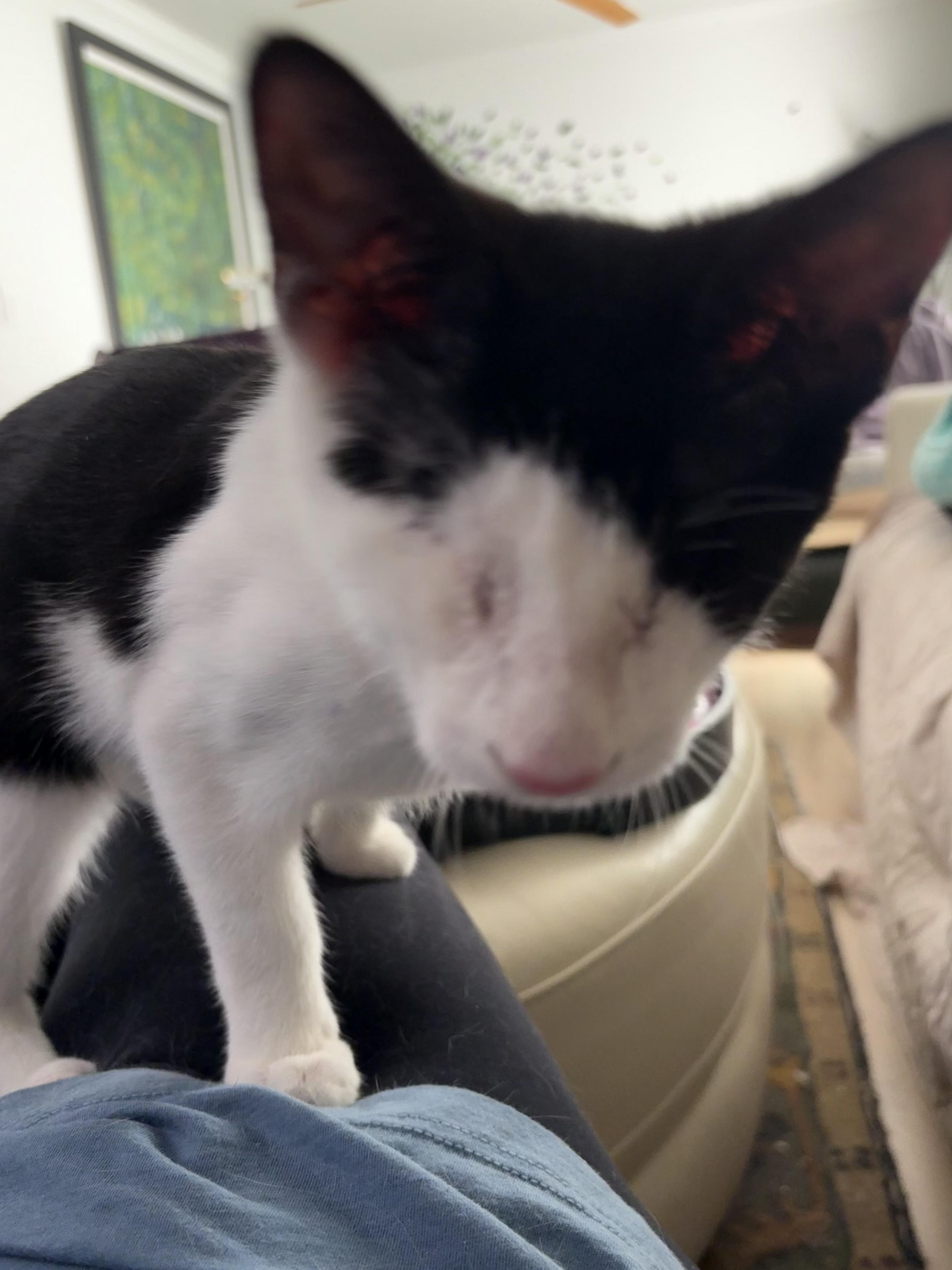 Enlarge Simon, a Adoptable Domestic Short Hair in Roslyn Heights, NY image 2/3