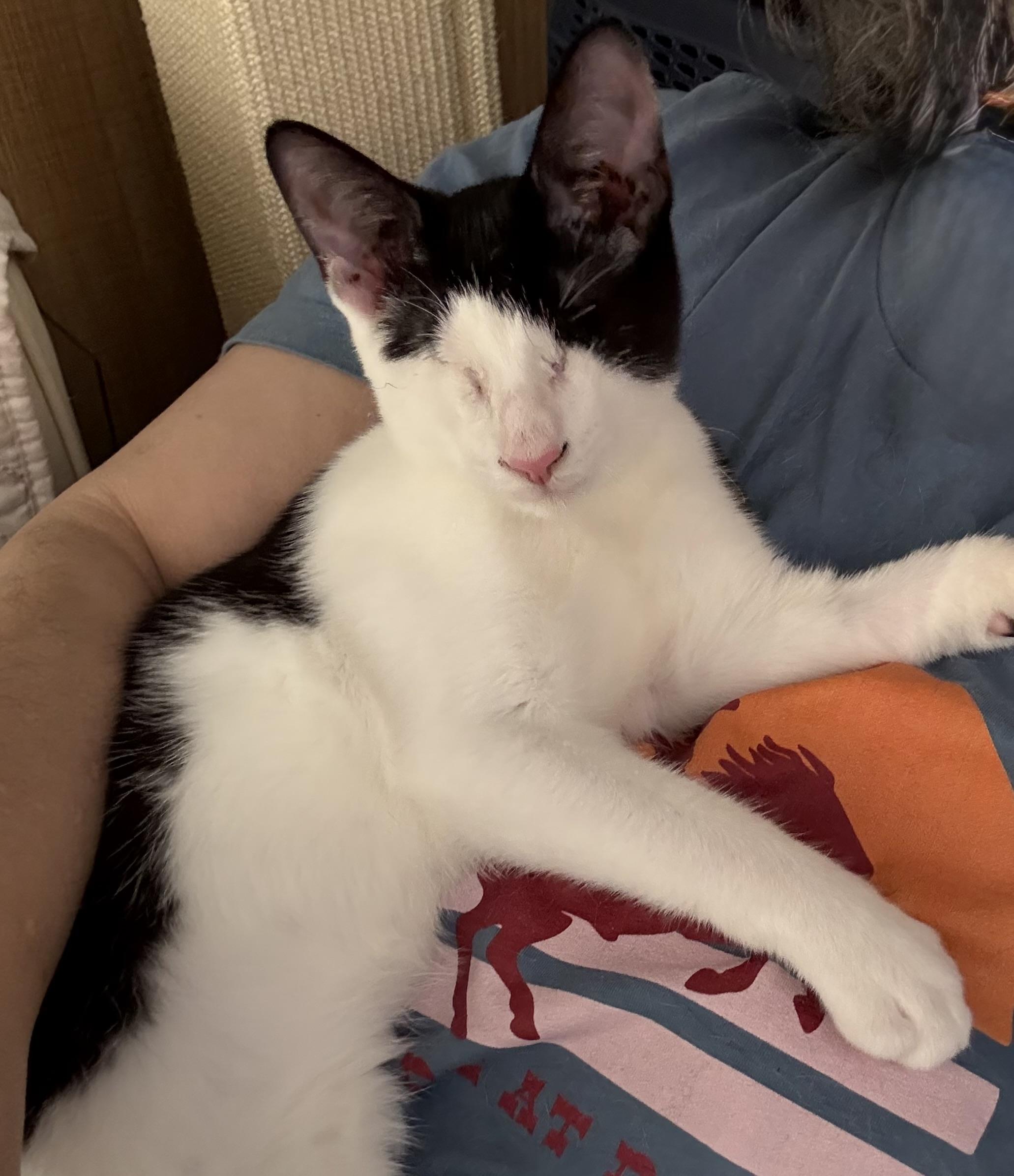 Enlarge Simon, a Adoptable Domestic Short Hair in Roslyn Heights, NY image 3/3