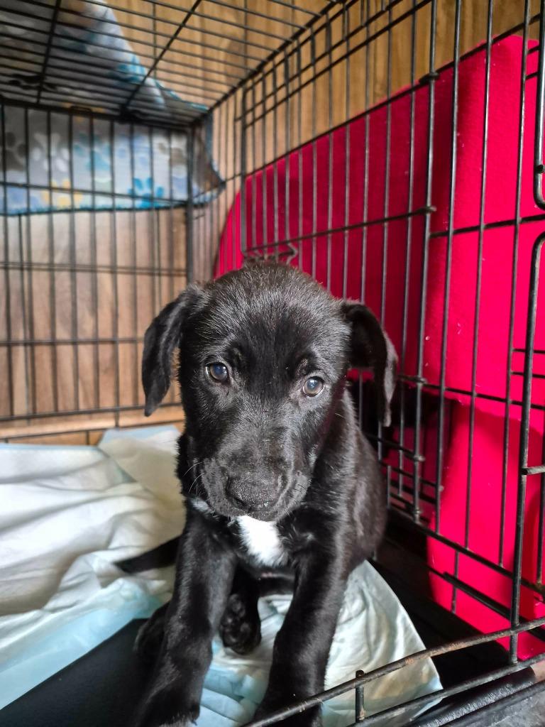 Moe, Adoptable, Puppy Male Mixed Breed.