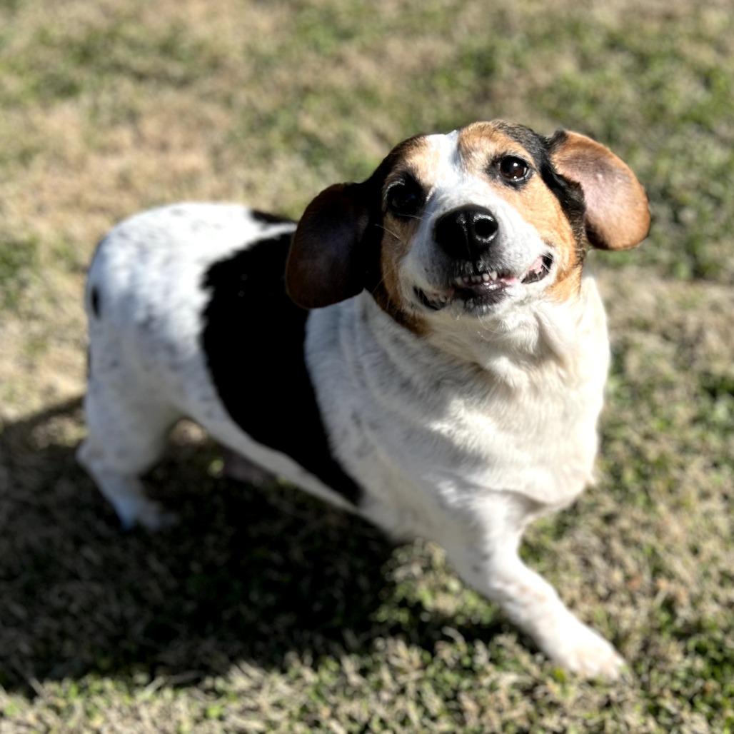 Dolly, Adoptable, Adult Female Beagle.