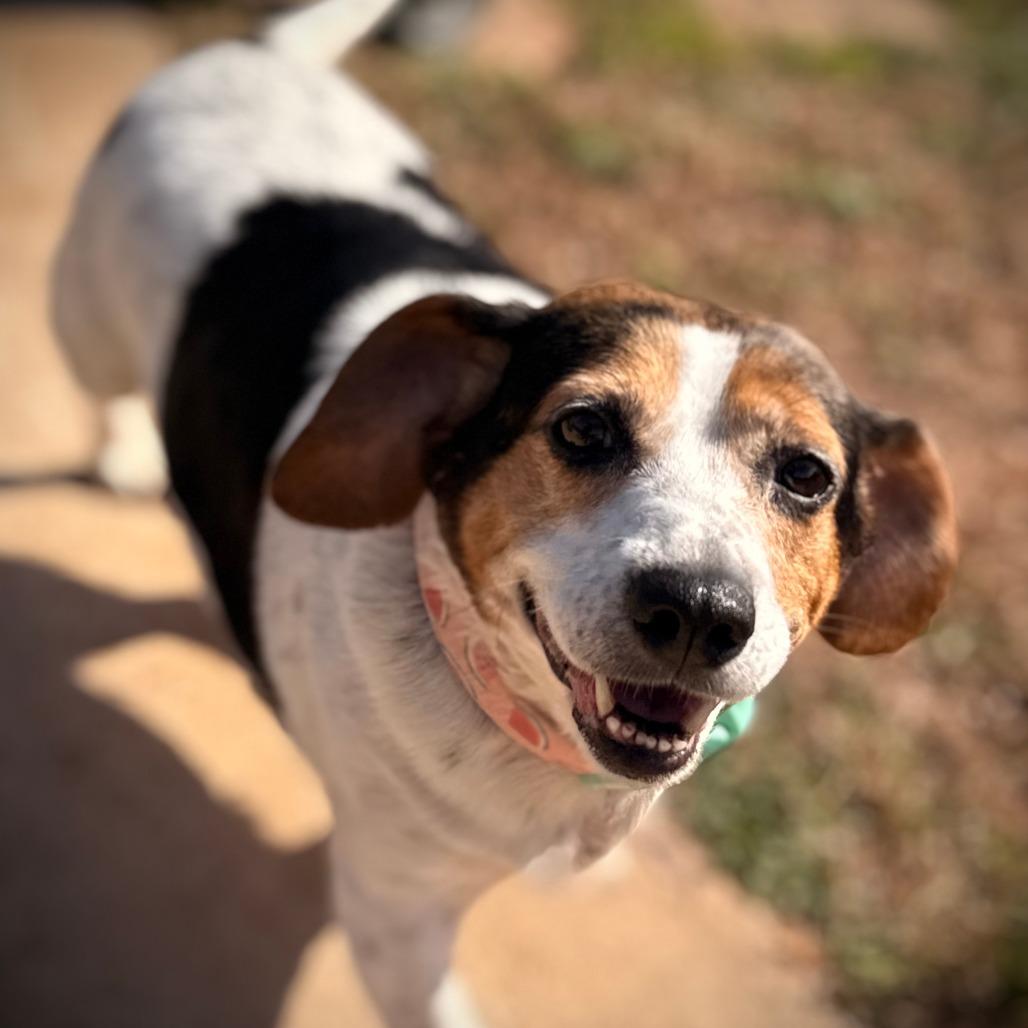 Dolly, Adoptable, Adult Female Beagle.