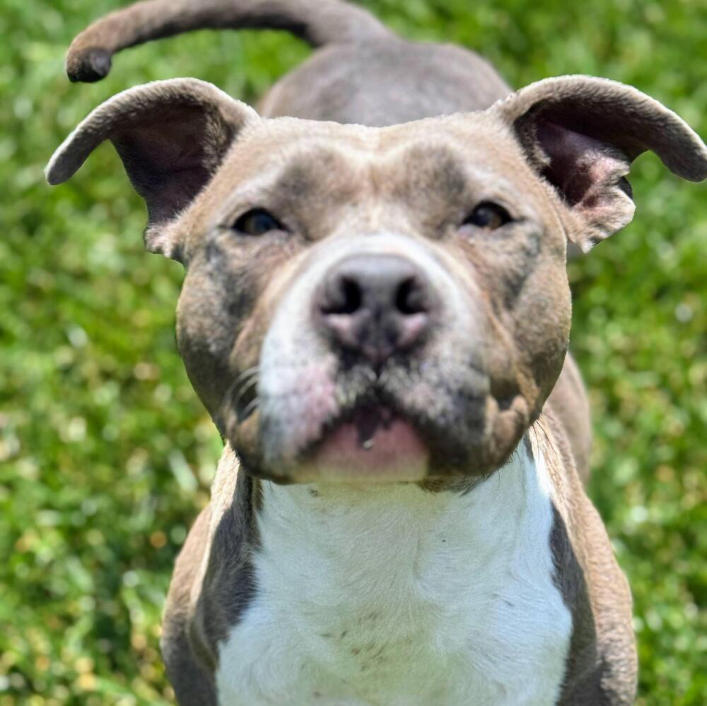 Clovey — thumbnail 3