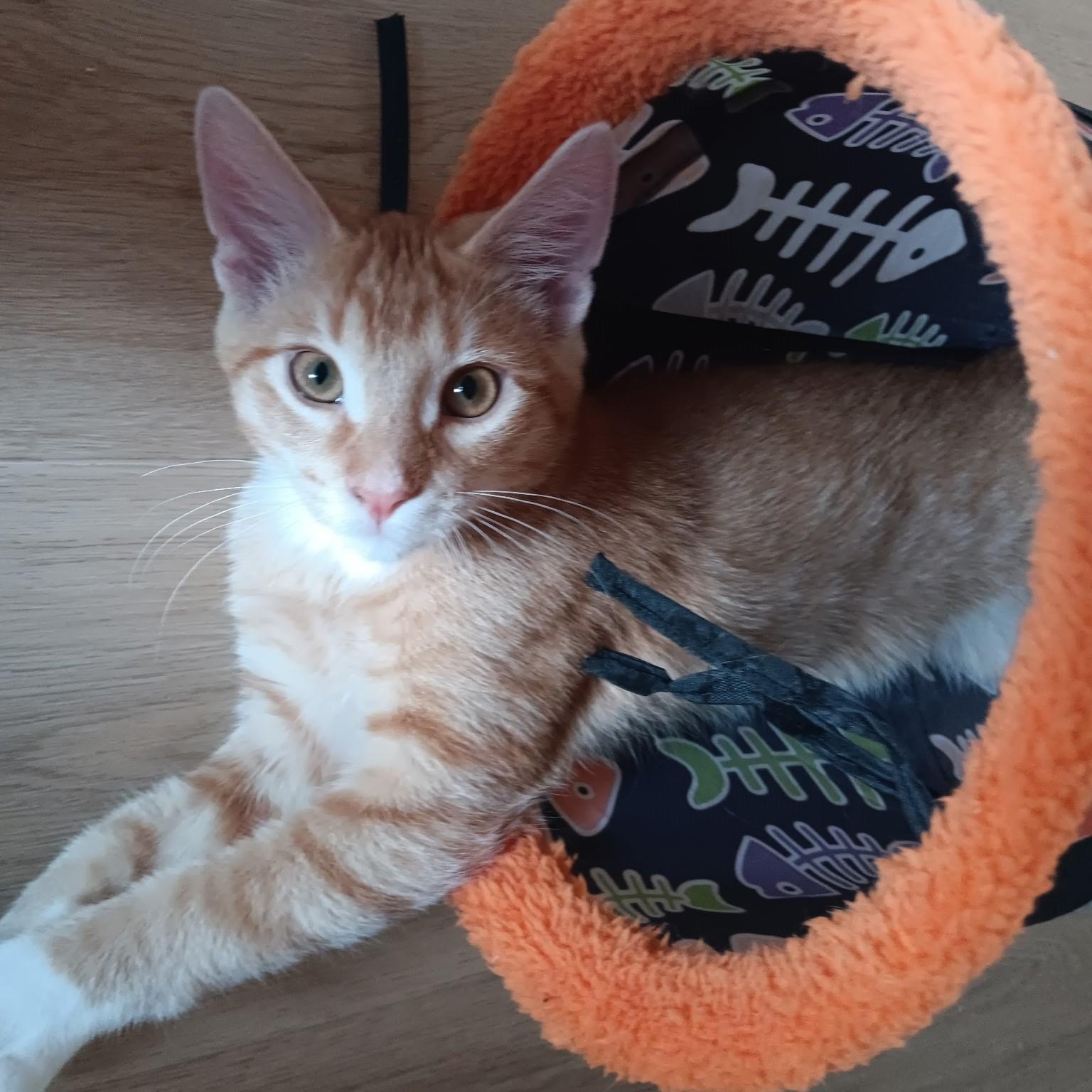 Cosmos (bonded with Zinnia), Adoptable, Kitten Male Domestic Short Hair.