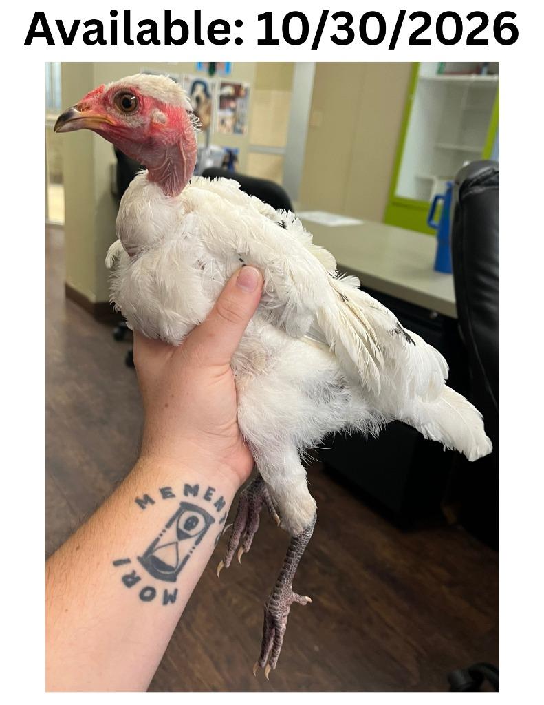 Enlarge Chicken, a Adoptable Chicken in Greenville, TX image 1/1