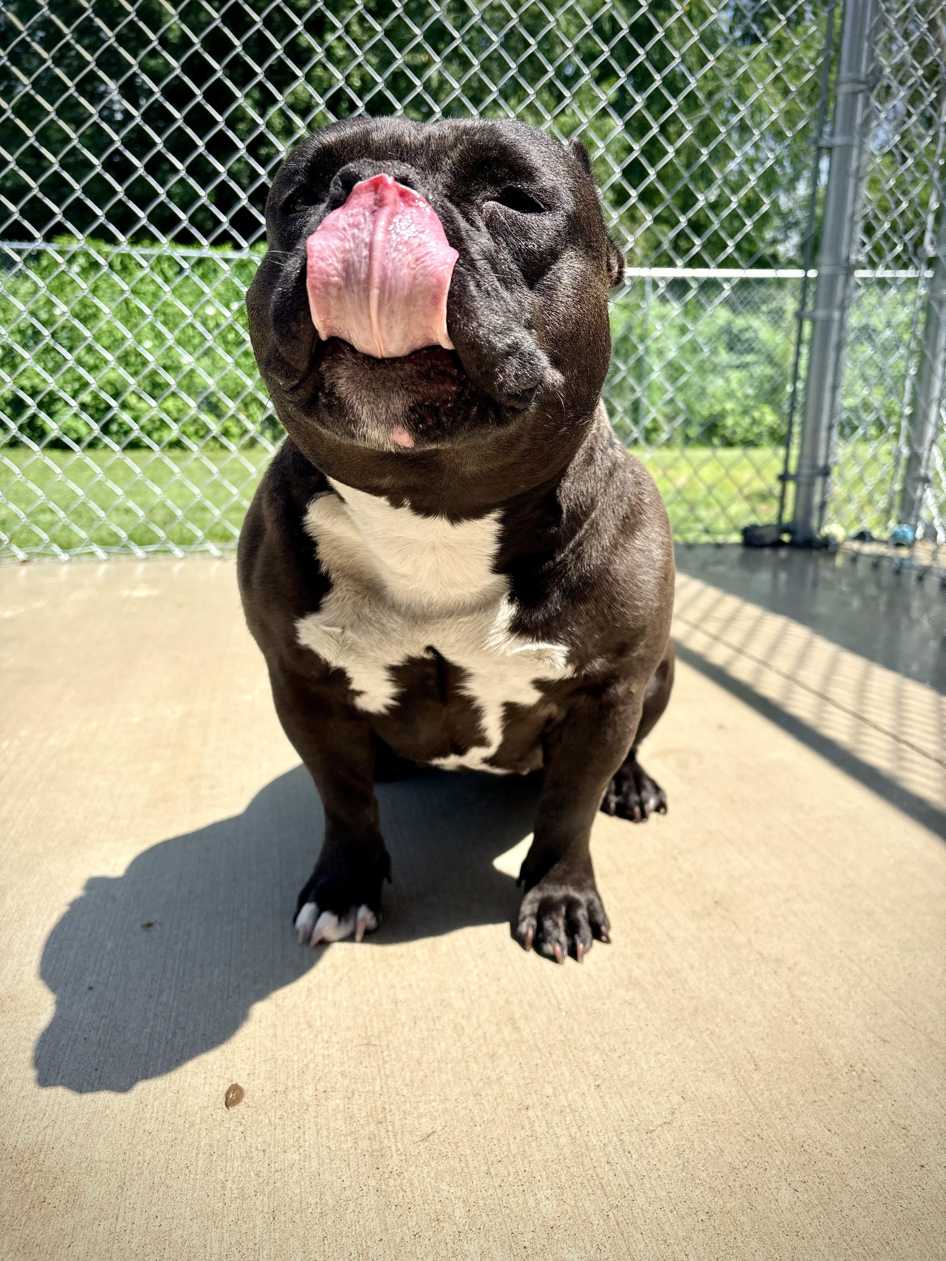 Truffle, an adopted American Staffordshire Terrier in Kalamazoo, MI image 4/4