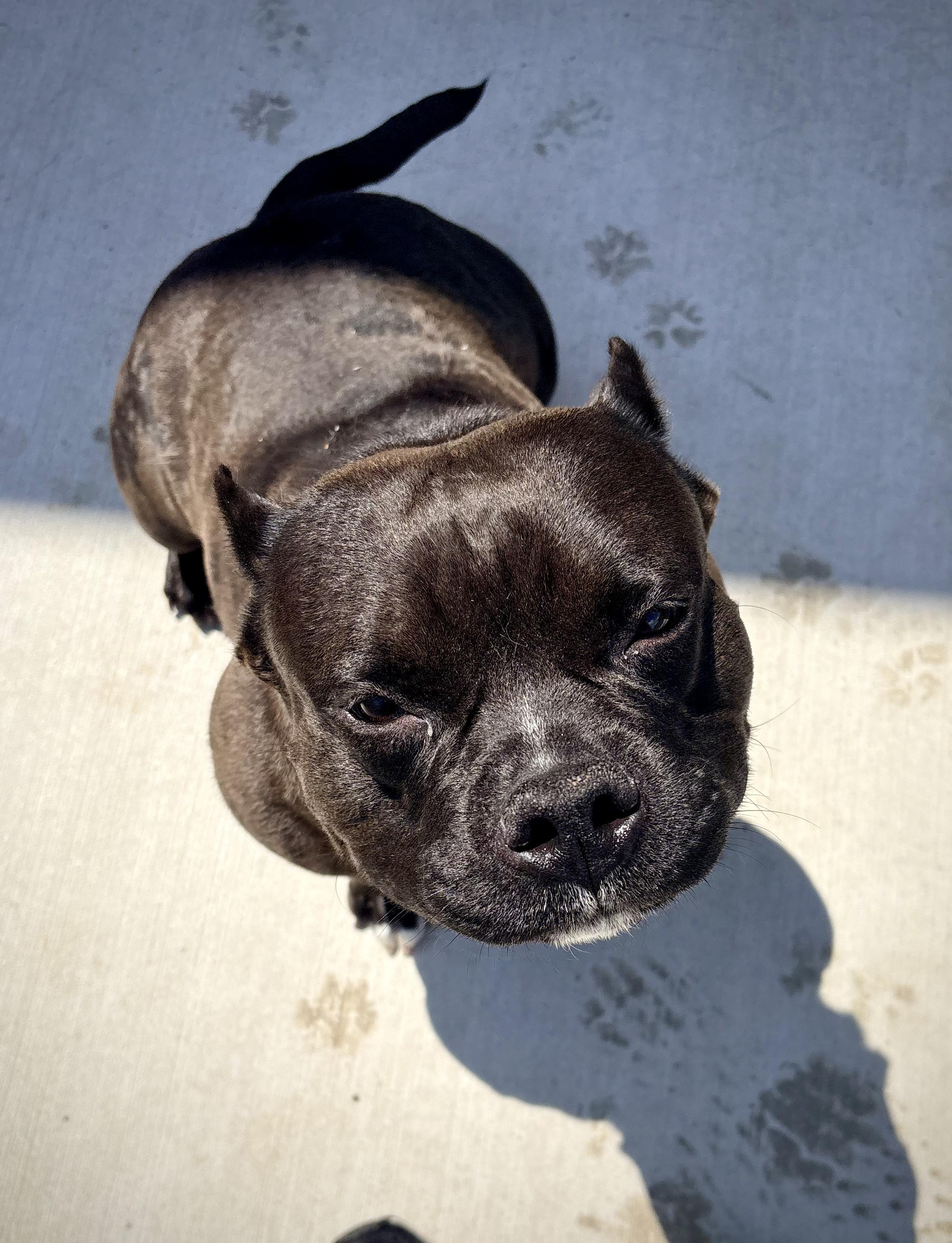 Truffle, ADOPTABLE, Young Female American Staffordshire Terrier.