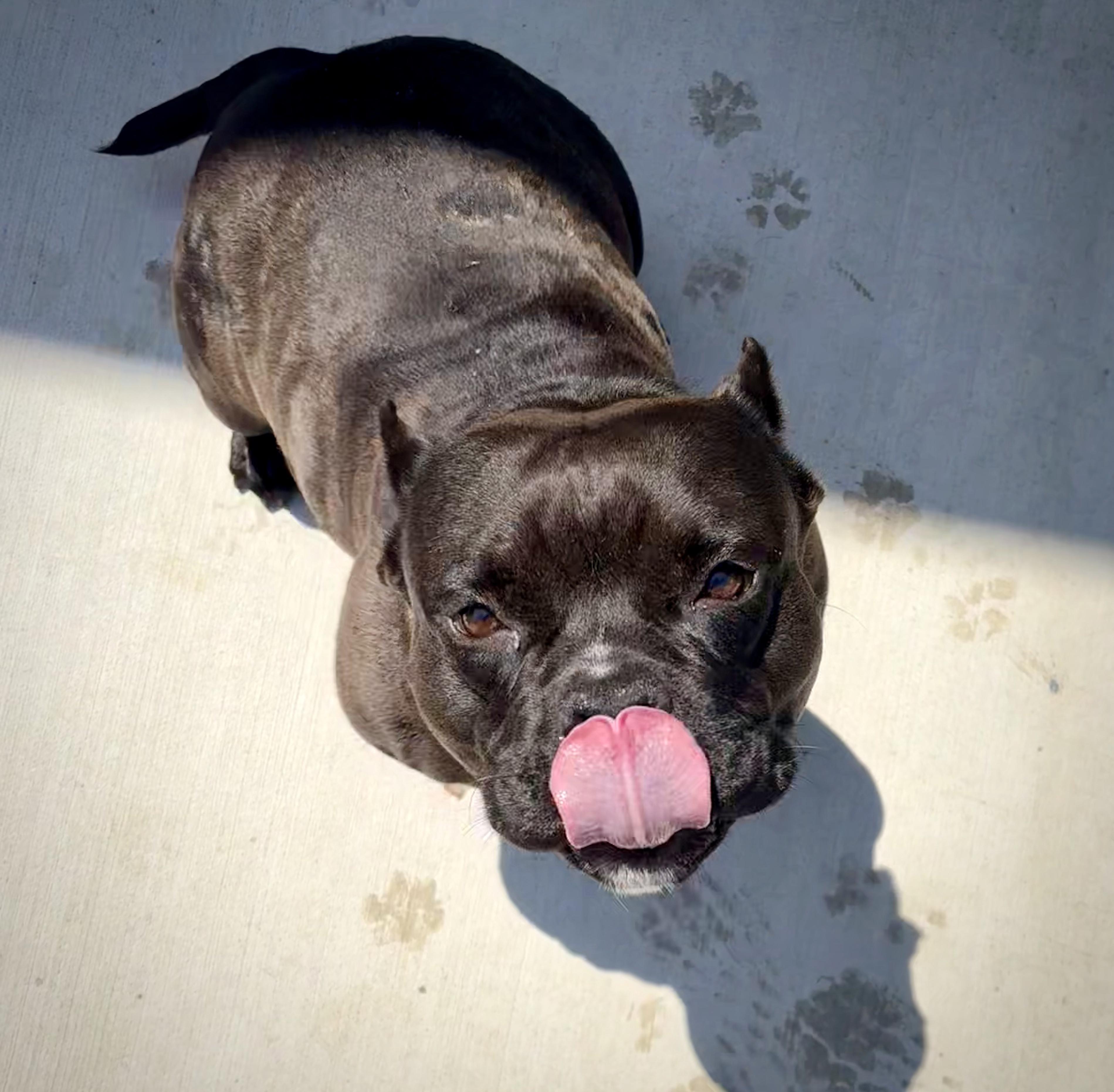 Truffle, an adopted American Staffordshire Terrier in Kalamazoo, MI image 2/4