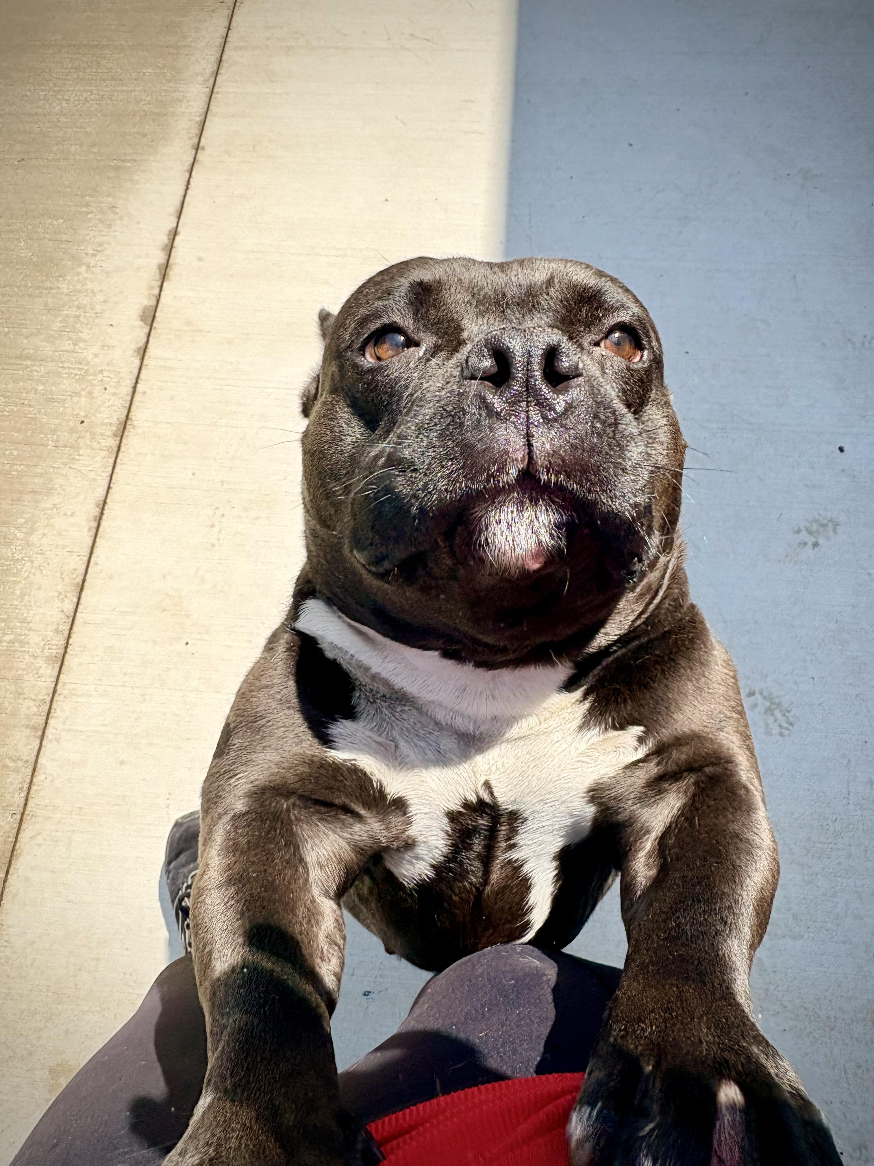 Truffle, an adopted American Staffordshire Terrier in Kalamazoo, MI image 3/4