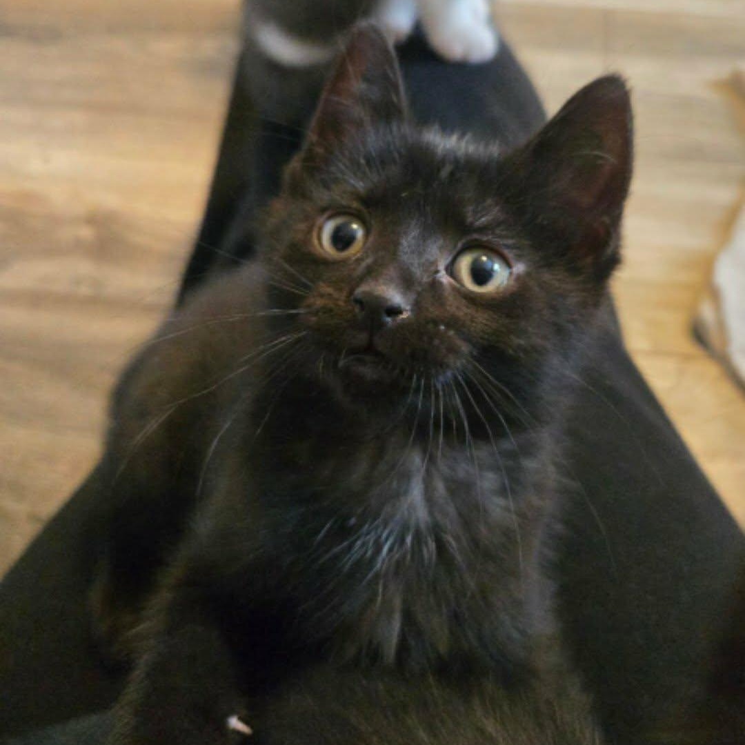 Enlarge Rachel - A Bundle of Fun & Cuddles!, a Adoptable Domestic Short Hair in Hamilton, ON image 1/2