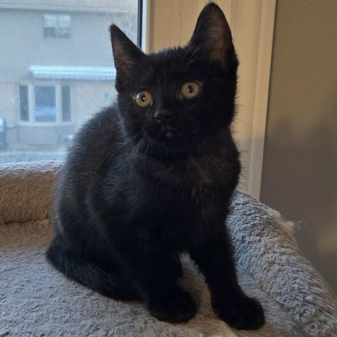 Enlarge Rachel - A Bundle of Fun & Cuddles!, a Adoptable Domestic Short Hair in Hamilton, ON image 2/2