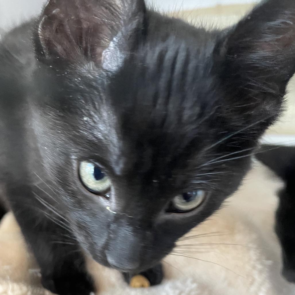 Treat, a Adoptable Domestic Short Hair in North Battleford, SK image 1/4