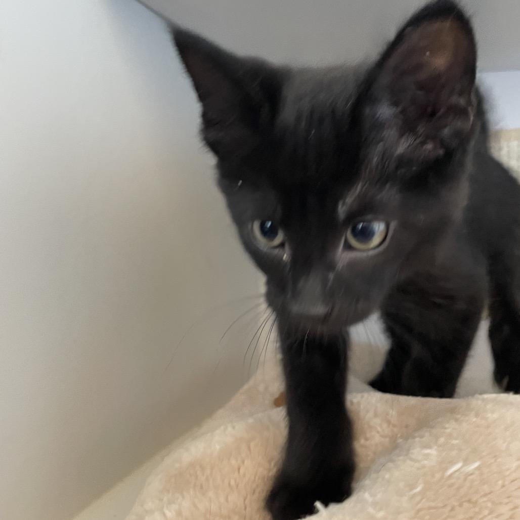 Treat, a Adoptable Domestic Short Hair in North Battleford, SK image 2/4