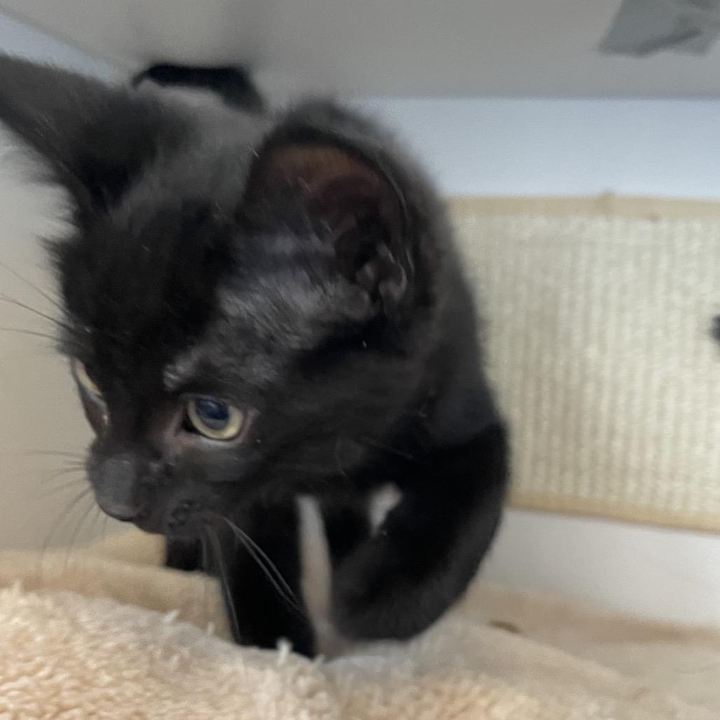 Treat, a Adoptable Domestic Short Hair in North Battleford, SK image 3/4