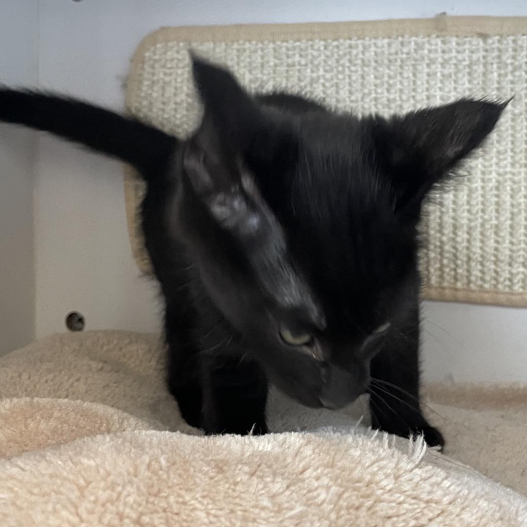 Treat, a Adoptable Domestic Short Hair in North Battleford, SK image 4/4