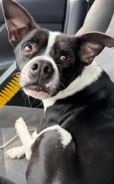 Enlarge Jefferson, a Adoptable mixed breed in Louisville, IL image 1/1